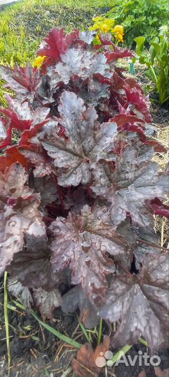 Примулы, гейхеры