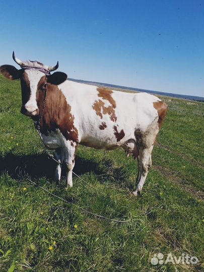 Корова высокоудойная, голштинской породы, отёл