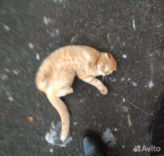 Кошка вислоухая