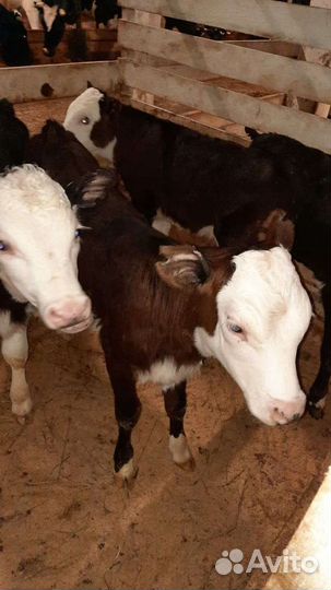 Бычки холмогоры от 2 х недель