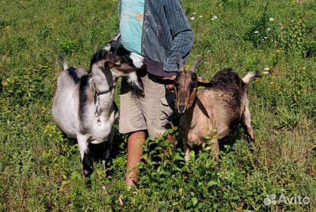 Козел альпийский