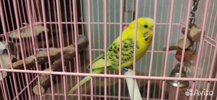 Попугай волнистый, говорит