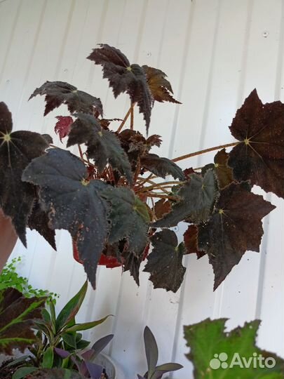 Спатифиллум,Оксалис,Пилея Кадье, Адиантум,Бегонии