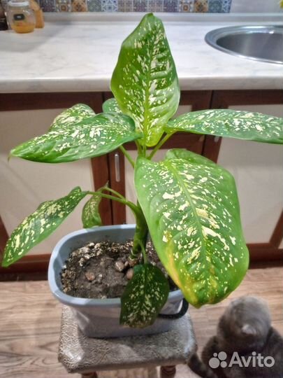 Домашние цветы