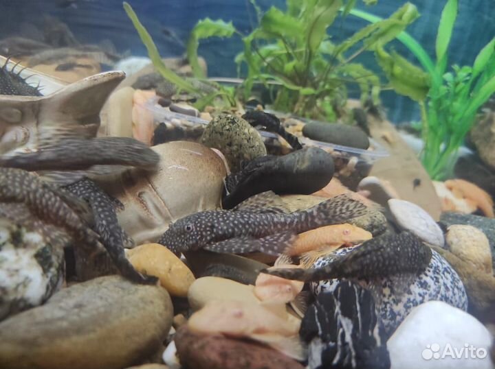 Сомики анциструсы 5-12 см (аквариумные рыбки)
