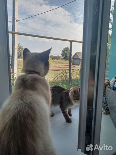 Котята