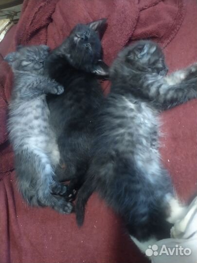 Котята