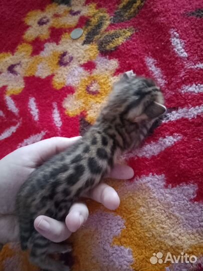 Бенгальские котята