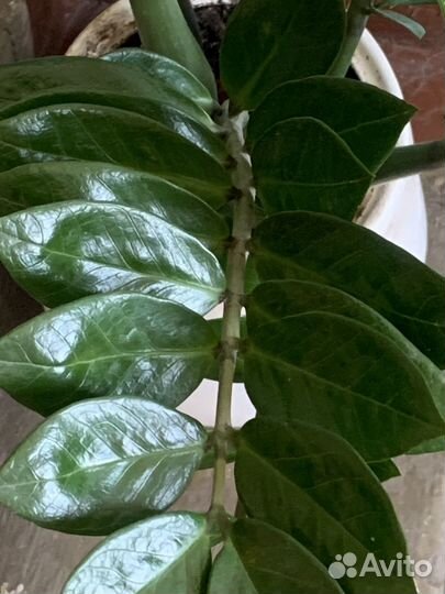 Комнатные растения цветы большие псков