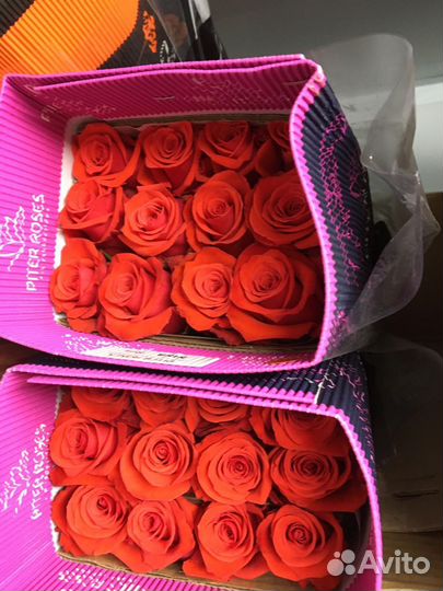 Розы Эквадор 60,70,80,90 см