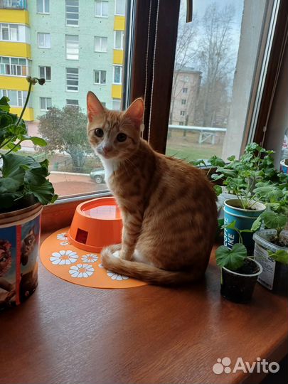 Рыжий котенок мальчик в добрые руки