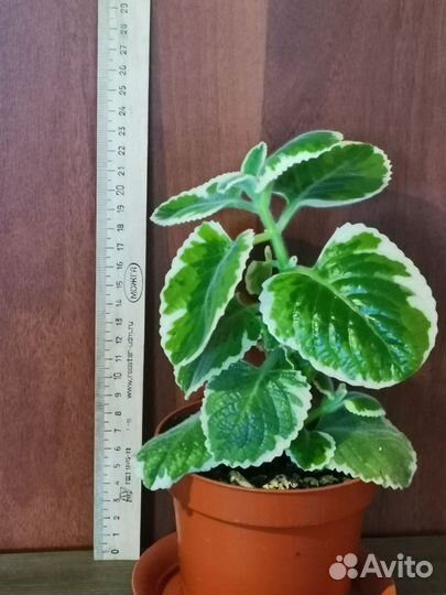 Комнатная мята(плектрантус) с бесплатной доставкой