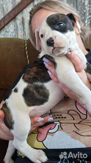 Щенки питбуля