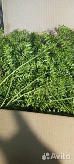 Иглица рускус