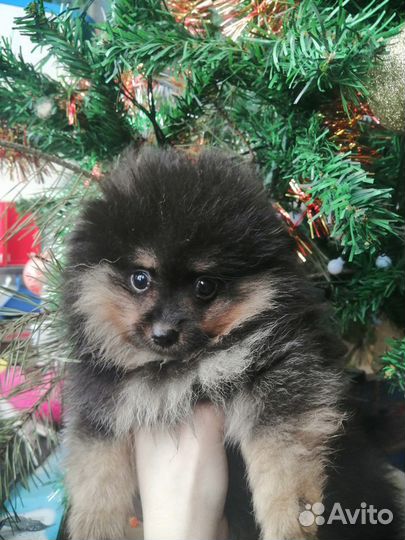 Немецкий малый шпиц