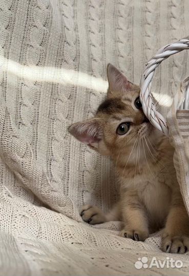 Британская золотая шиншилла котенок девочка ny25