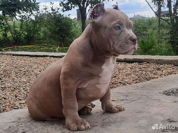 Американский булли щенки мерль