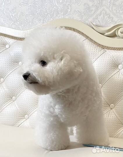 Бишон фризе девочка