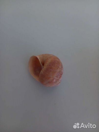 Ракушки морские