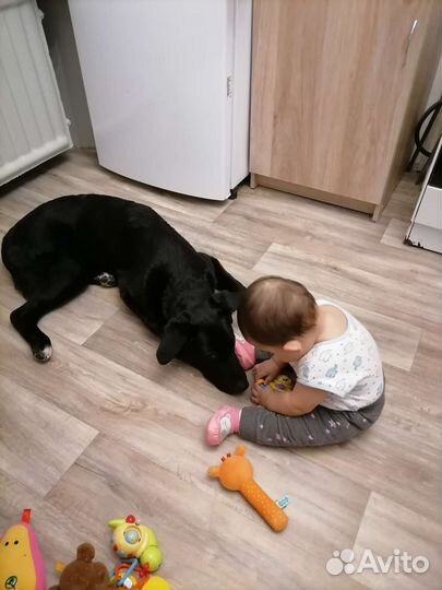 Собака в добрые руки отдам бесплатно