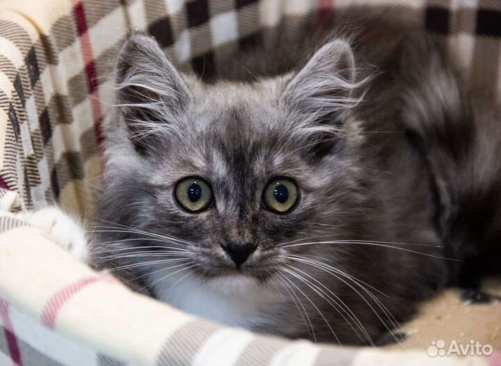 Котенок мальчик 3 мес