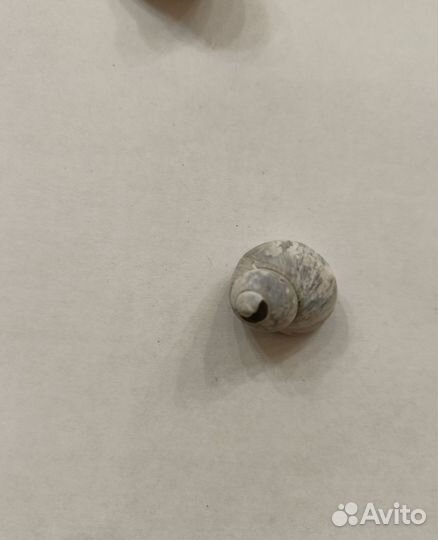 Ракушки с чёрного моря