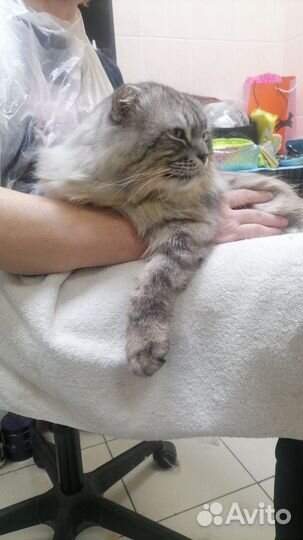 Вислоухий котик, самый ласковый на свете