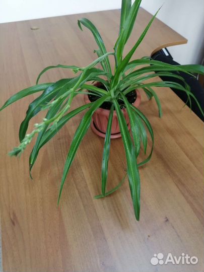 Хлорофитум хохлатый и полосатый