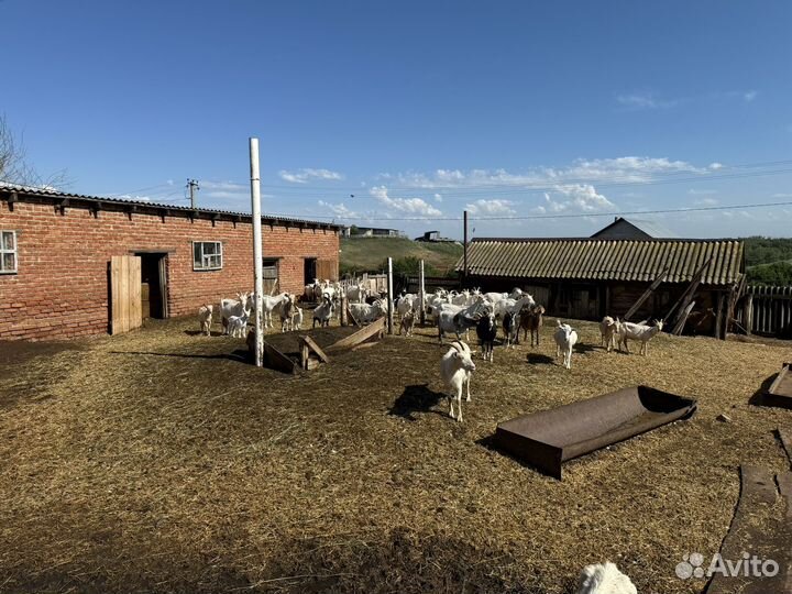 Продам стадо Коз