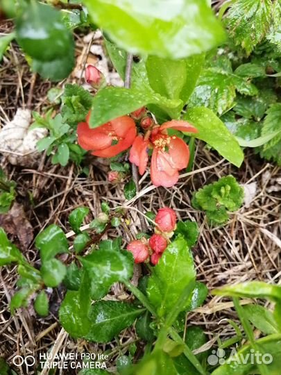 Айва японская