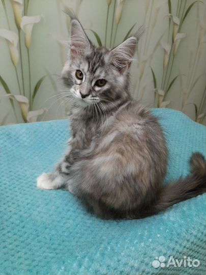 Котята мейн-кун