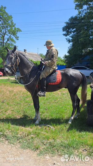 Жеребец орловской рысистой породы