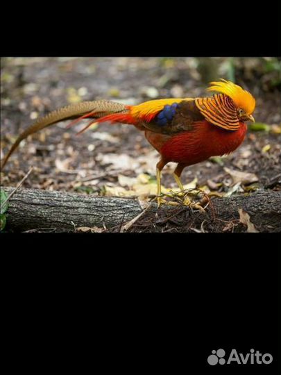 Золотой фазан