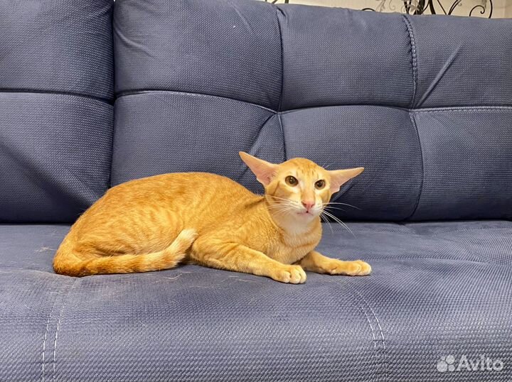 Котята ориенталы