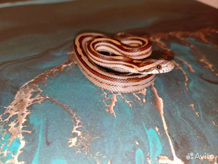 Маисовый полоз