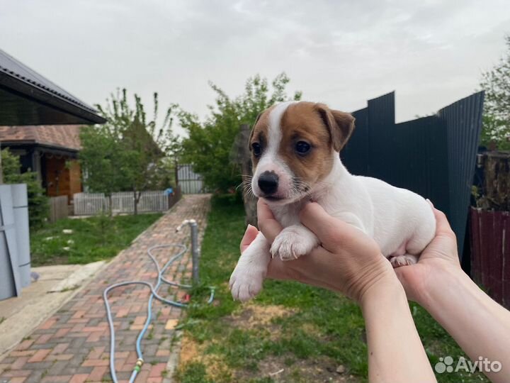 Щенки Джек Рассел