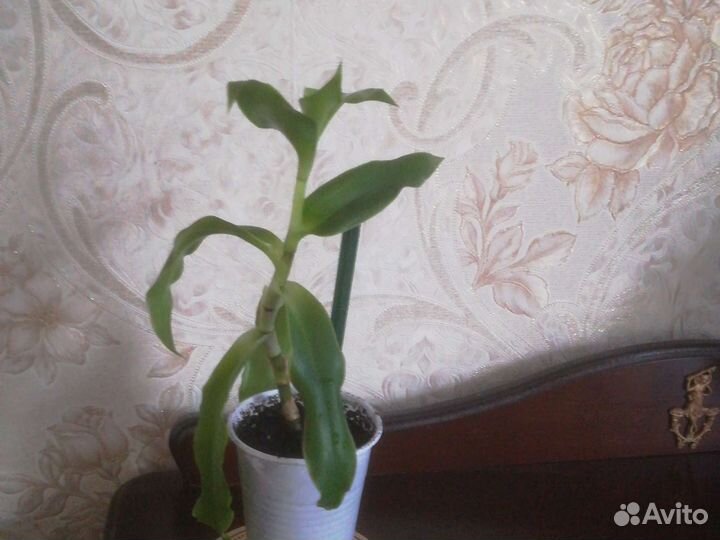 Золотой ус