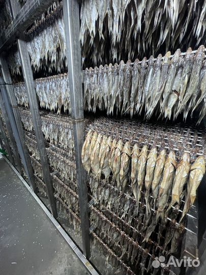 Экспортная вобла