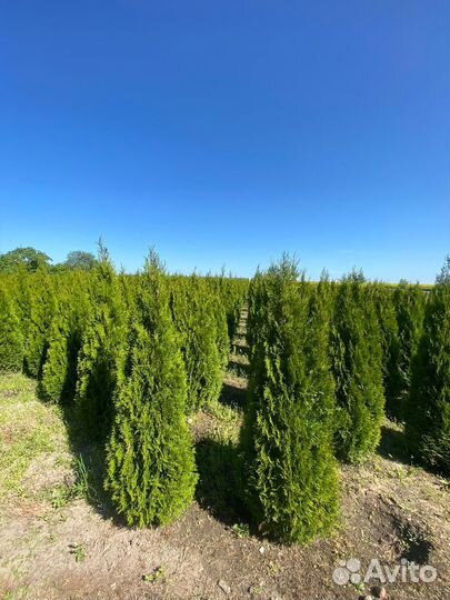 Туя Смарагд 140 см из питомника