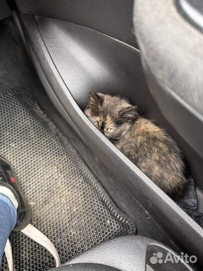 Котенок девочка около 2 месяцев