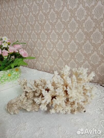 Морской коралл