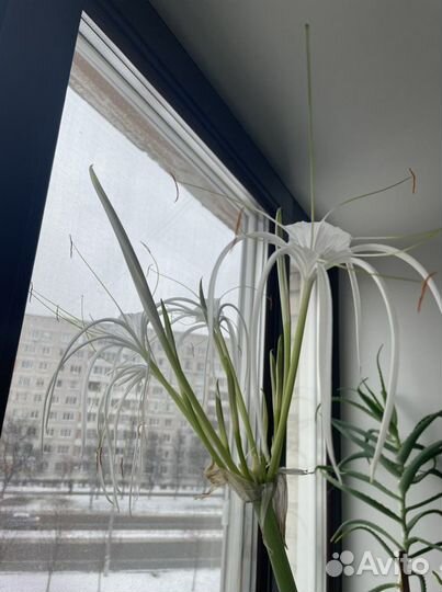 Гименокаллис