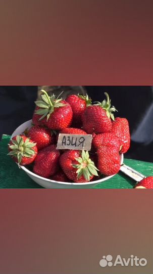 Рассада клубники