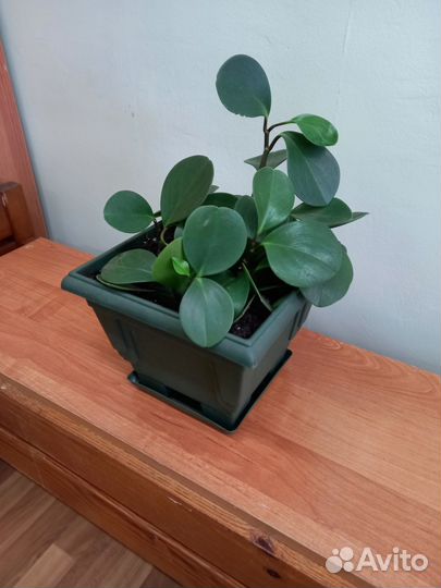 Продам цветы комнатные