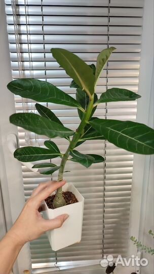 Адениум саженец