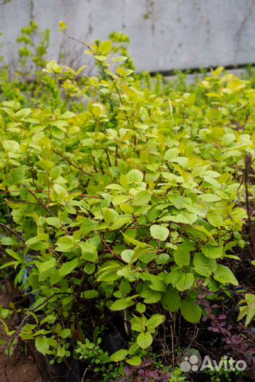 Актинидия Коломикта