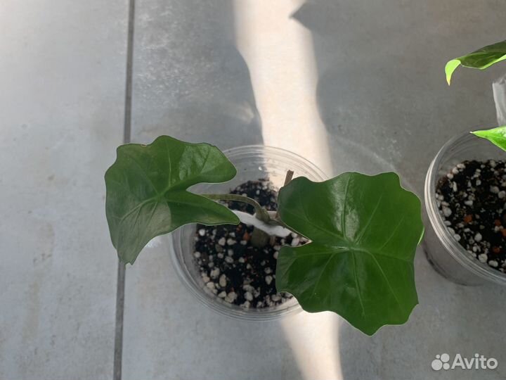 Алоказия лоу райдер детка