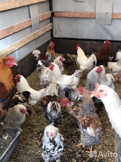 Петухи,Куры,Индоутки,Подсадные Кряквы