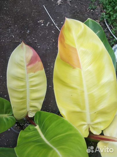 Филодендрон санлайт ред сплеш