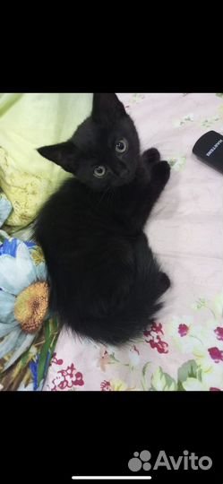 Отдам котенка в добрые руки